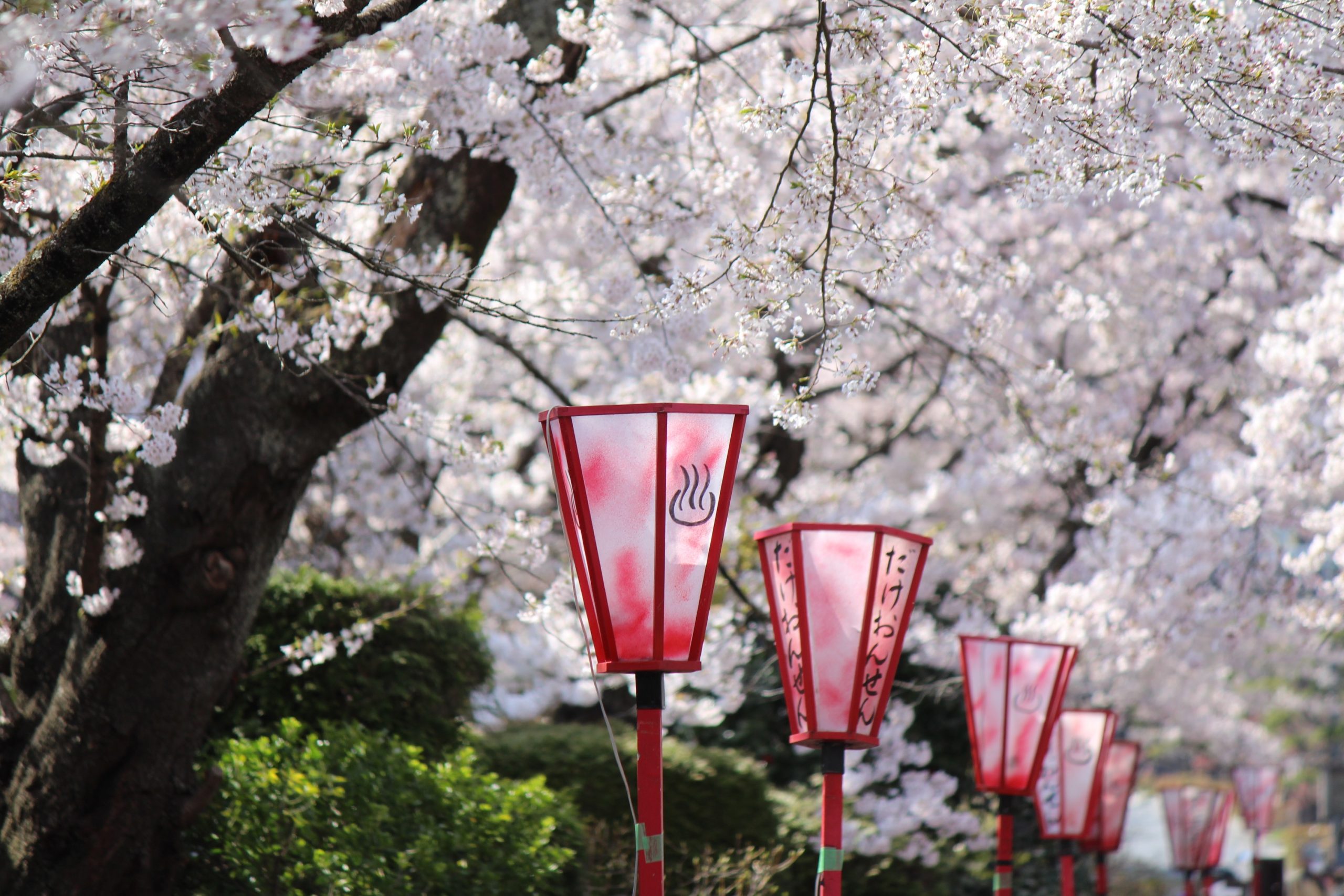 桜がつないだ浪江町と岳温泉の絆。美しく咲き誇る花が紡ぐ物語 - 岳