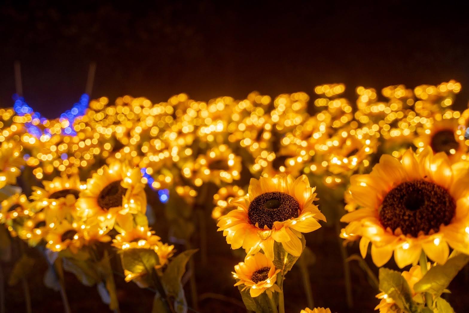 終了】あだたらイルミネーション 開催中！ - 岳温泉観光協会公式サイト